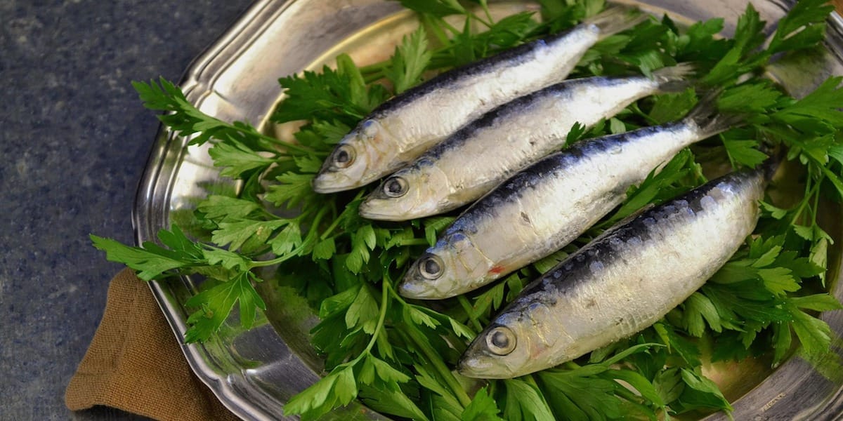 sardinas